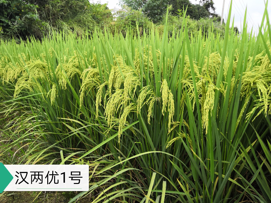 中熟中稻——漢兩優(yōu)1號(hào)